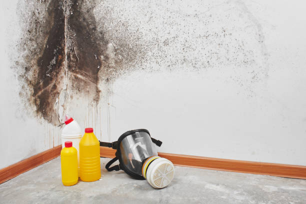 Best Mold Removal and Inspection  in Panora, IA
