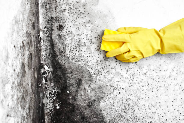 Best Certified Mold Removal  in Panora, IA