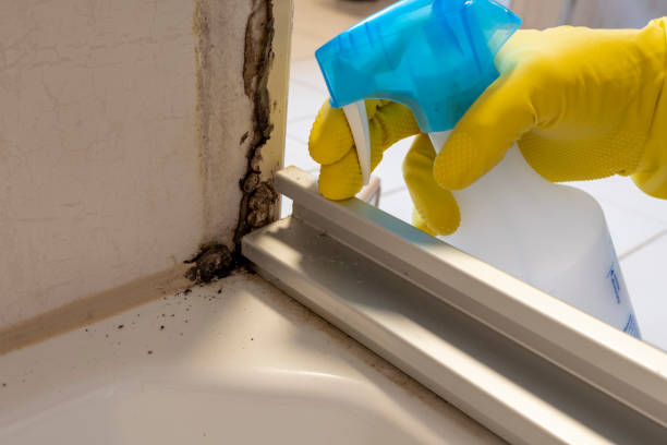 Best Mold Damage Repair  in Panora, IA