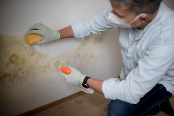 Mold Testing and Removal in Panora, IA
