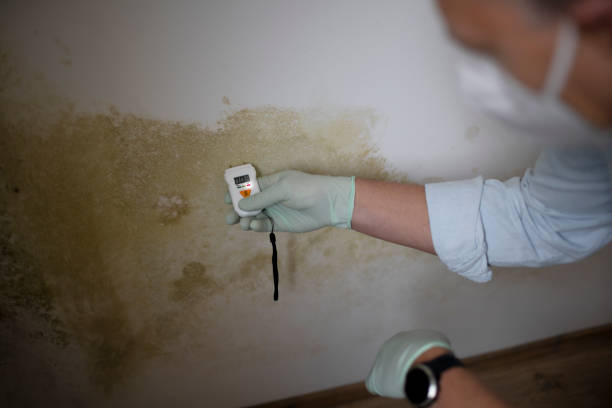 Best Crawl Space Mold Removal  in Panora, IA