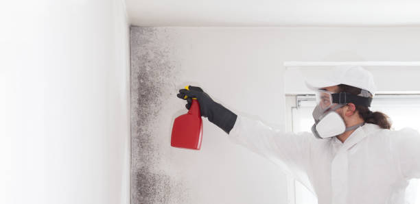 Best Local Mold Removal Service  in Panora, IA