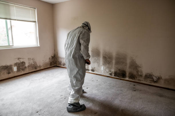 Best Residential Mold Removal  in Panora, IA