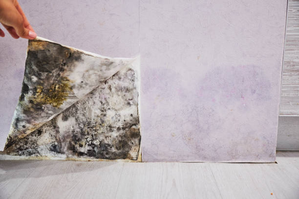 Mold Removal and Inspection in Panora, IA